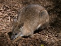 0318-1358 Canberra Zoo (3185280)